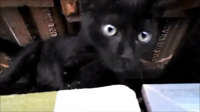 Video thumbnail for Cat in jumping action/Funny cat/Crazy cat