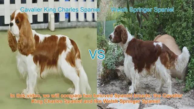 Video thumbnail for Cavalier King Charles vs. Welsh Springer Spaniel: A Breed Comparison