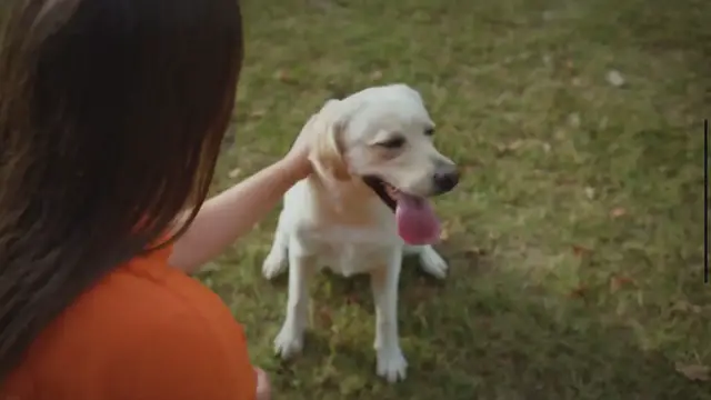 Video thumbnail for Adorable and Funny Dogs: A Delightful World of Canine Cuteness