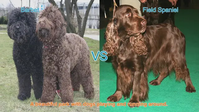 Video thumbnail for Barbet vs. Field Spaniel: A Comparison of Long-Hair Dog Breeds