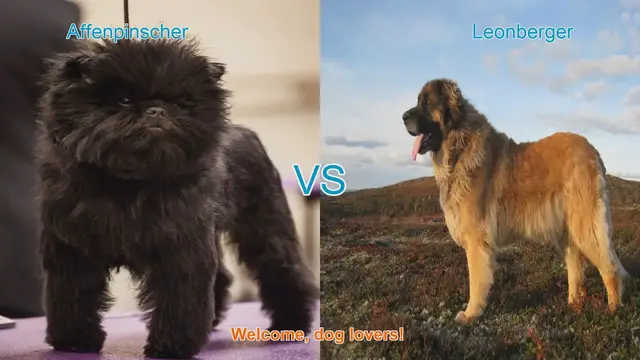 Video thumbnail for Affenpinscher vs. Leonberger: A Comparison of Two Unique Dog Breeds