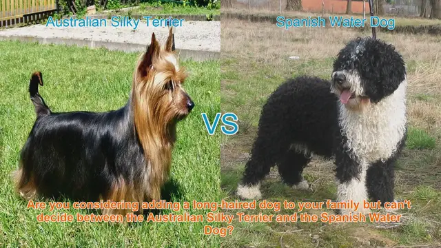 Video thumbnail for Australian Silky Terrier vs. Spanish Water Dog: A Detailed Breed Comparison