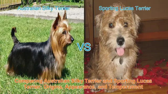 Video thumbnail for Comparing Australian Silky Terrier and Sporting Lucas Terrier: Origins, Appearance, and Temperament