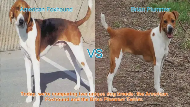 Video thumbnail for American Foxhound vs. Brian Plummer Terrier: A Breed Comparison