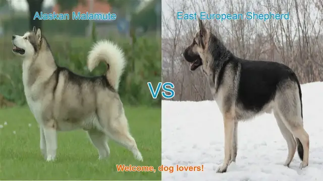 Video thumbnail for Alaskan Malamute VS East European Shepherd