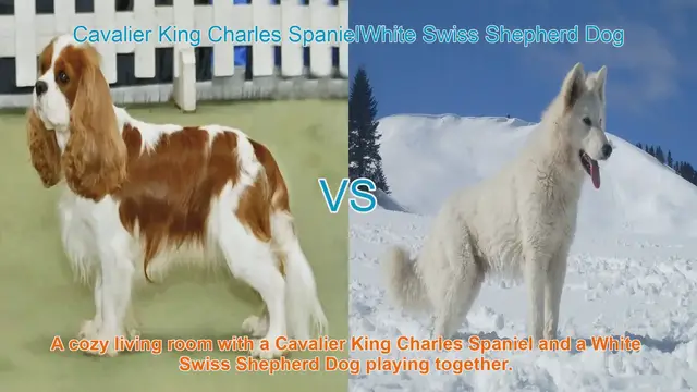 Video thumbnail for Cavalier King Charles Spaniel vs. White Swiss Shepherd Dog: Breed Comparison