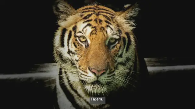 Video thumbnail for Top 10 Places to See Tigers: Supporting Conservation Through Ethical Viewing