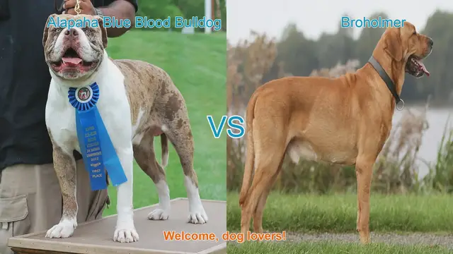 Video thumbnail for Alapaha Blue Blood Bulldog vs. Broholmer: A Comprehensive Breed Comparison