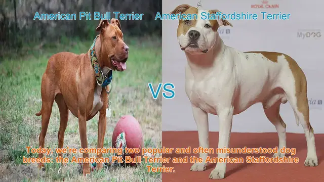 Video thumbnail for American Pit Bull Terrier vs. American Staffordshire Terrier: A Comprehensive Comparison