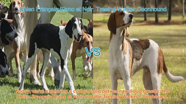Video thumbnail for Dog Breed Comparison: Chien Français Blanc et Noir vs. Treeing Walker Coonhound