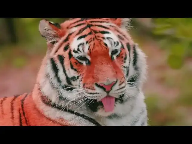 Video thumbnail for How Tigers’ Sleep Patterns Are Unique Among Big Cats?