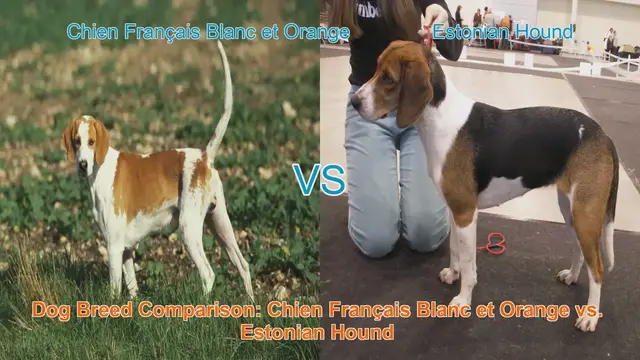 Video thumbnail for Dog Breed Comparison: Chien Français Blanc et Orange vs. Estonian Hound