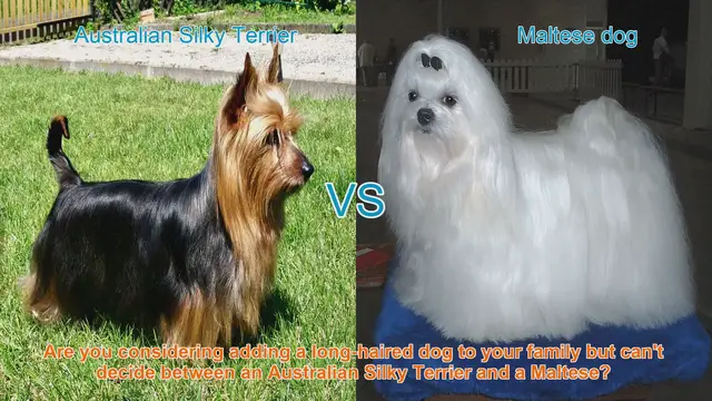 Video thumbnail for Australian Silky Terrier vs. Maltese: Choosing the Perfect Long-Haired Dog