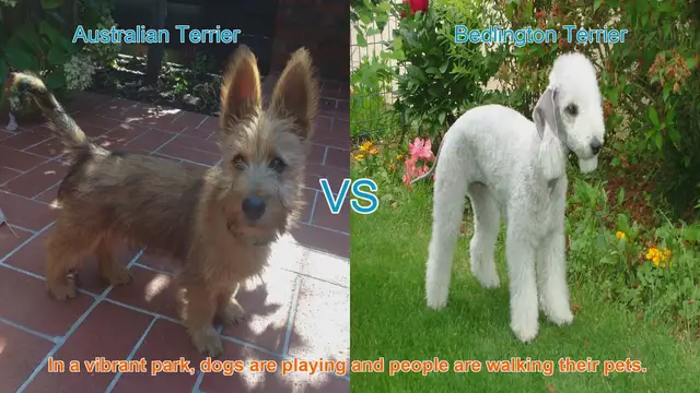 Video thumbnail for Australian Terrier vs. Bedlington Terrier: A Comparison of Two Charming Dog Breeds