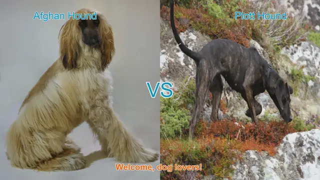 Video thumbnail for Afghan Hound vs. Plott Hound: A Tail-Wagging Comparison