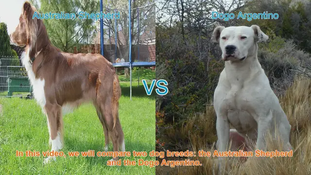 Video thumbnail for Australian Shepherd vs. Dogo Argentino: A Comparative Guide