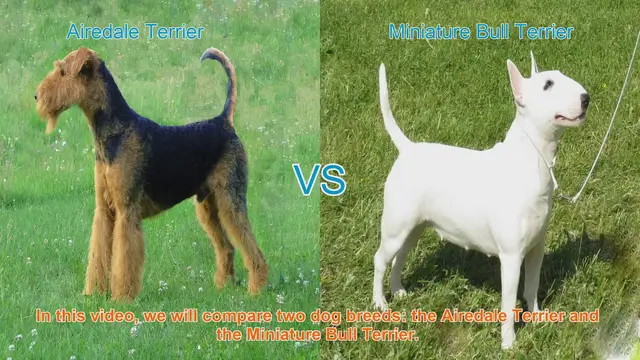 Video thumbnail for Airedale Terrier vs. Miniature Bull Terrier: Breed Comparison