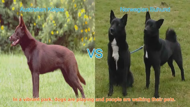 Video thumbnail for Australian Kelpie vs. Norwegian Buhund: A Dog Breed Comparison