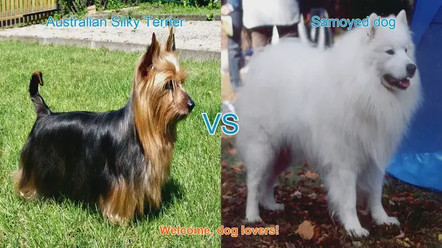 Video thumbnail for Australian Silky Terrier vs. Samoyed: A Comparison of Two Beautiful Long-Hair Dog Breeds