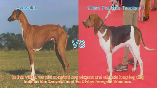 Video thumbnail for Comparing Azawakh and Chien Français Tricolore: Elegant Long-Leg Dog Breeds