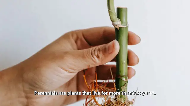 Video thumbnail for What is a Perennial