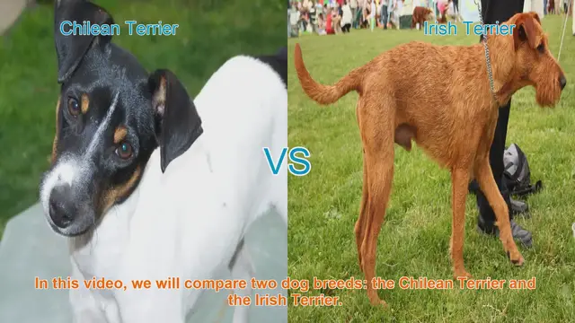 Video thumbnail for Chilean Terrier vs. Irish Terrier: A Comprehensive Breed Comparison