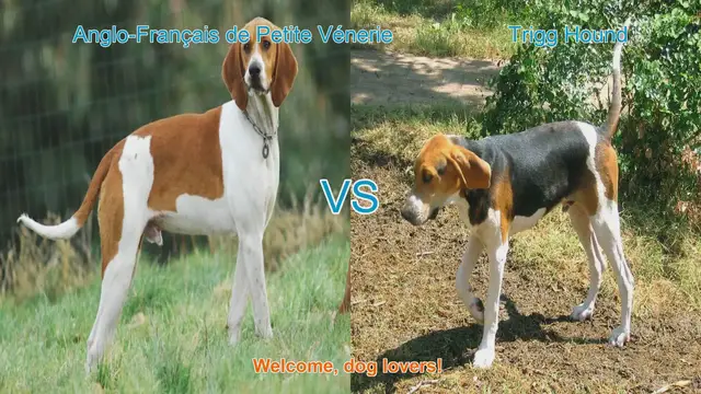 Video thumbnail for Dog Breed Showdown: Anglo-Français de Petite Vénerie vs. Trigg Hound