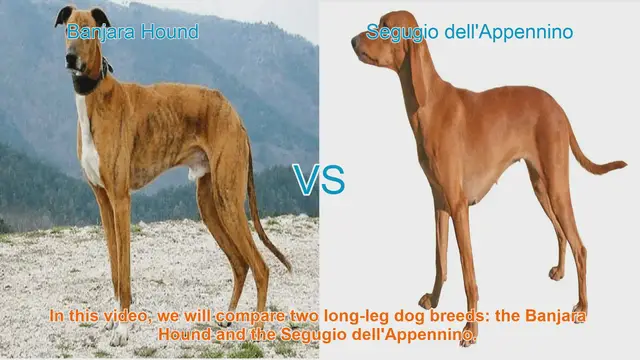 Video thumbnail for Comparing Banjara Hound and Segugio dell'Appennino: A Guide to Long-Leg Dog Breeds