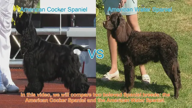 Video thumbnail for American Cocker Spaniel vs. American Water Spaniel: A Breed Comparison