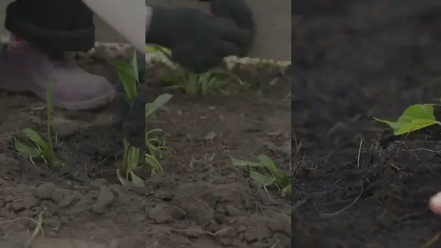 Video thumbnail for The Role Of Botanical Gardens In Sustainable Agriculture