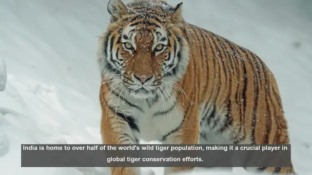 Video thumbnail for Top 10 Tiger Reserves in India: Safeguarding Wild Tigers