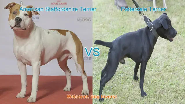 Video thumbnail for American Staffordshire Terrier vs. Patterdale Terrier: A Detailed Comparison