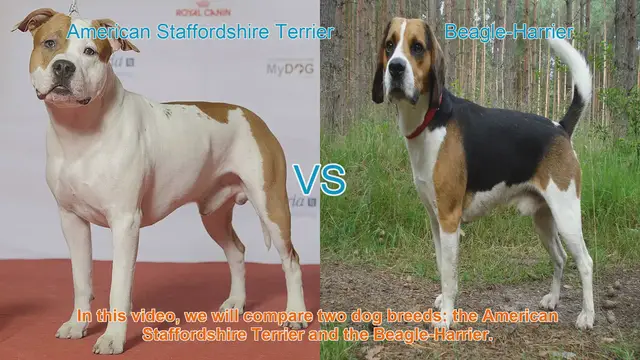 Video thumbnail for American Staffordshire Terrier vs. Beagle-Harrier: A Breed Comparison