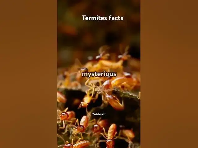 'Video thumbnail for Facts about termites #TermiteFacts #InsectWorld #DidYouKnow #ScienceShorts'