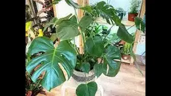 'Video thumbnail for How to Water a Monstera: The Ultimate Guide'