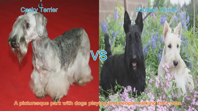 Video thumbnail for Comparing Cesky Terrier and Scottish Terrier: A Comprehensive Guide