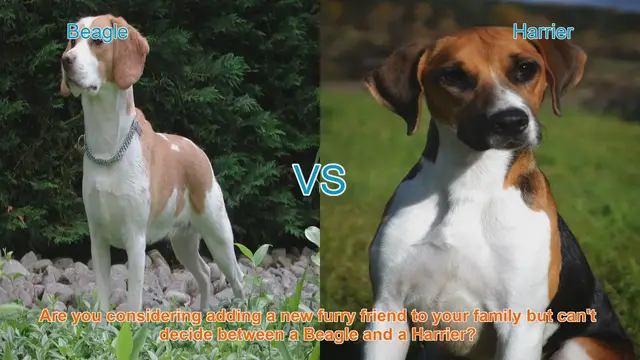 Video thumbnail for Beagle vs. Harrier: Choosing the Right Dog Breed for Your Family