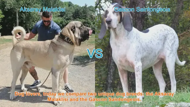 Video thumbnail for Aksaray Malaklisi vs. Gascon Saintongeois: A Comparison of Two Unique Dog Breeds