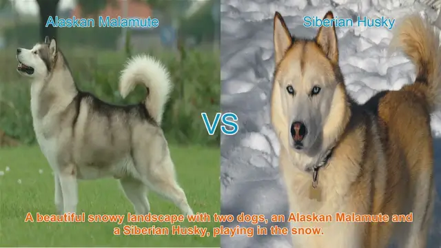 Video thumbnail for Alaskan Malamute vs. Siberian Husky: A Comparative Guide
