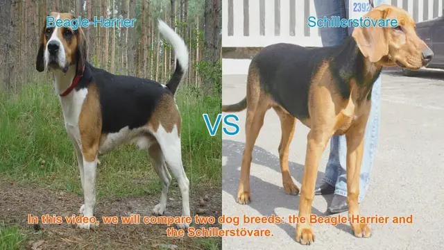 Video thumbnail for Beagle-Harrier vs. Schillerstövare: A Comprehensive Breed Comparison