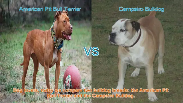 Video thumbnail for American Pit Bull Terrier vs. Campeiro Bulldog: A Comparison for Dog Lovers