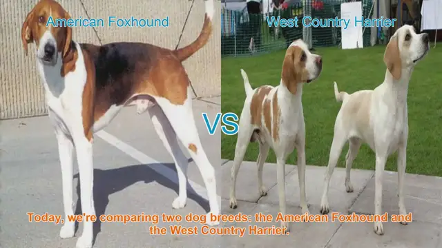 Video thumbnail for American Foxhound vs. West Country Harrier: A Comprehensive Comparison