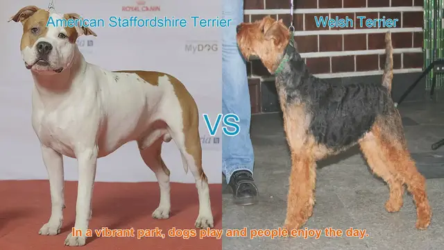 Video thumbnail for American Staffordshire Terrier vs. Welsh Terrier: A Breed Comparison