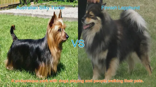 Video thumbnail for Comparing Australian Silky Terrier and Finnish Lapphund: Origins, Characteristics, and Temperaments