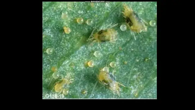 'Video thumbnail for Spider Mites on Monstera Identifying and Eliminating'