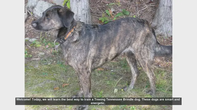 Video thumbnail for How to Train Your Treeing Tennessee Brindle: Tips and Techniques