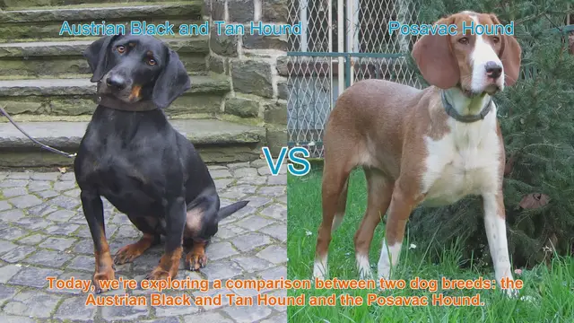 Video thumbnail for Austrian Black and Tan Hound vs. Posavac Hound: A Breed Comparison