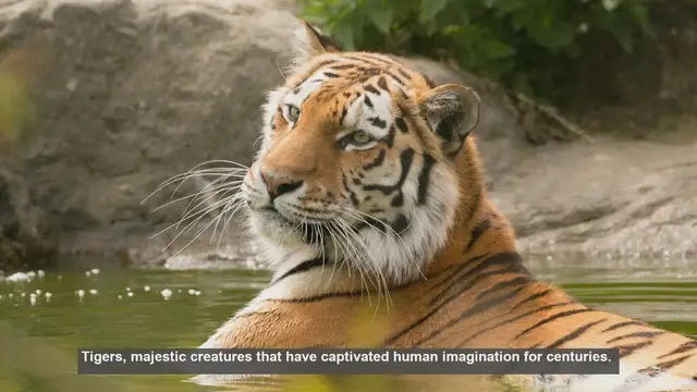 Video thumbnail for 10 Key Differences Between Captive and Wild Tigers
