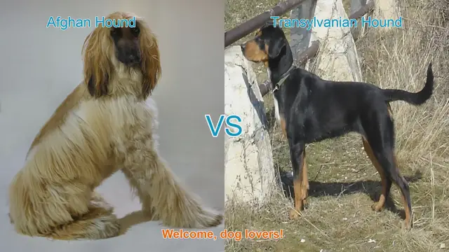 Video thumbnail for Breed Comparison: Afghan Hound vs. Transylvanian Hound