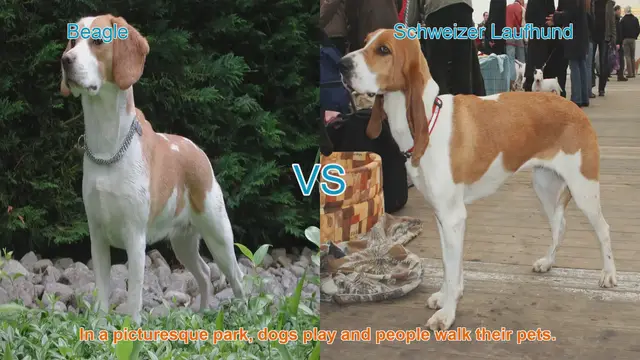Video thumbnail for Beagle vs. Schweizer Laufhund: A Comparison of Two Remarkable Dog Breeds